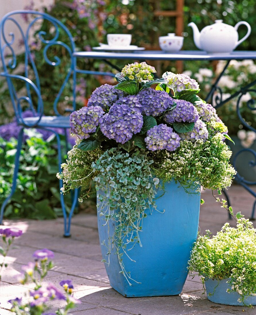 Purple hydrangeas, sweet alyssum and dichronda in pastel blue planter