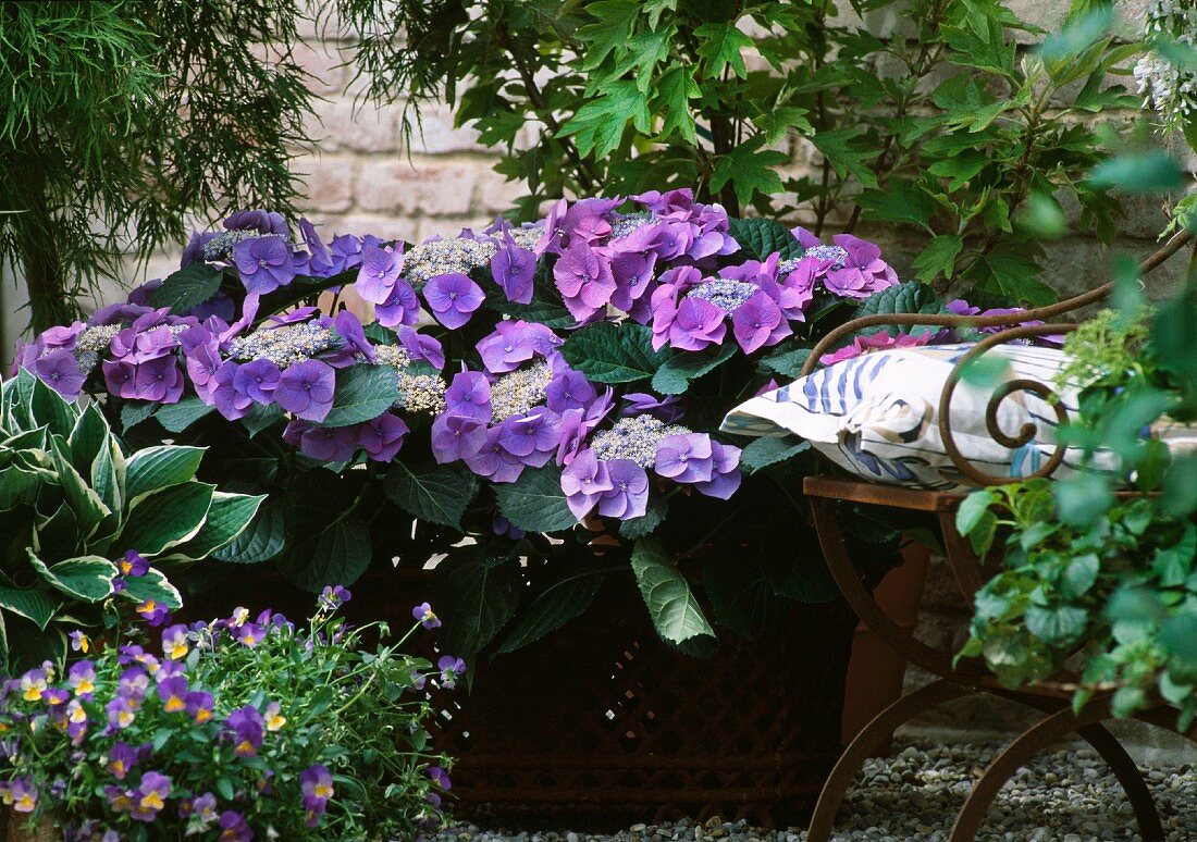 Hortensie (Sorte: Blaumeise) und Hornveilchen neben Gartenstuhl