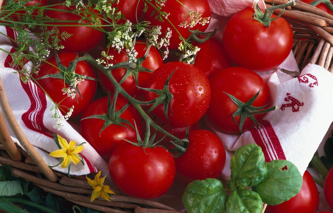 Tomaten auf Geschirrtuch im Korb