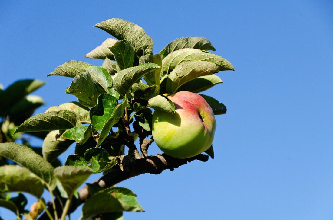 An apple on a tree