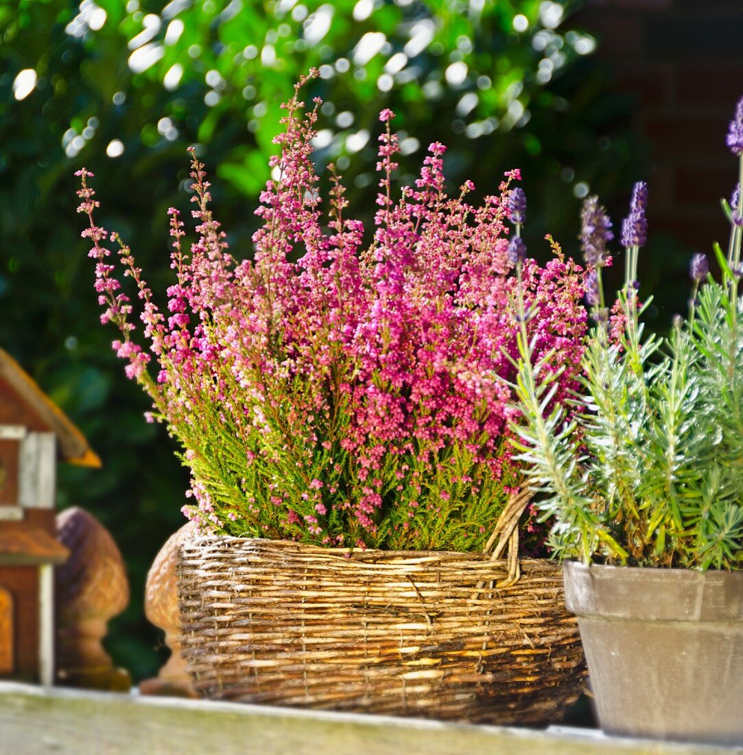 Erika und Lavendel im Sonnenlicht