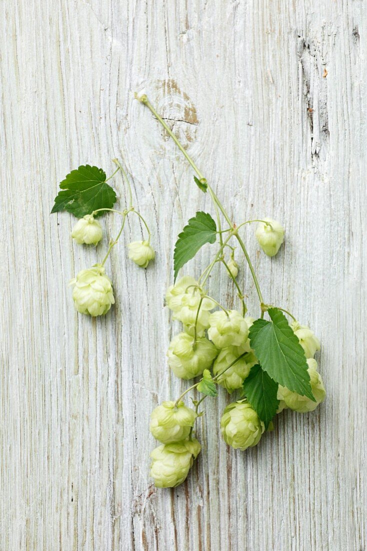 Hopfenblüten