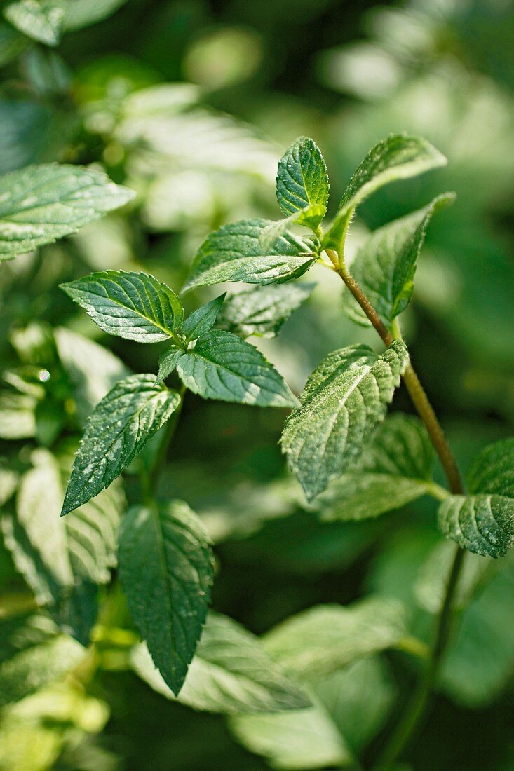 Peppermint in the sunshine