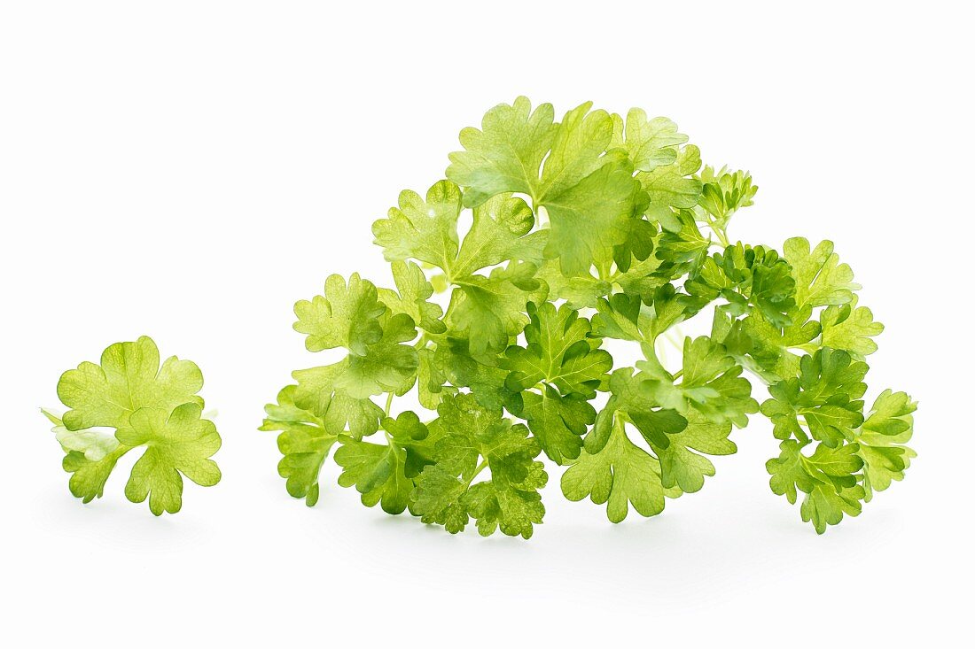Parsley on a white surface