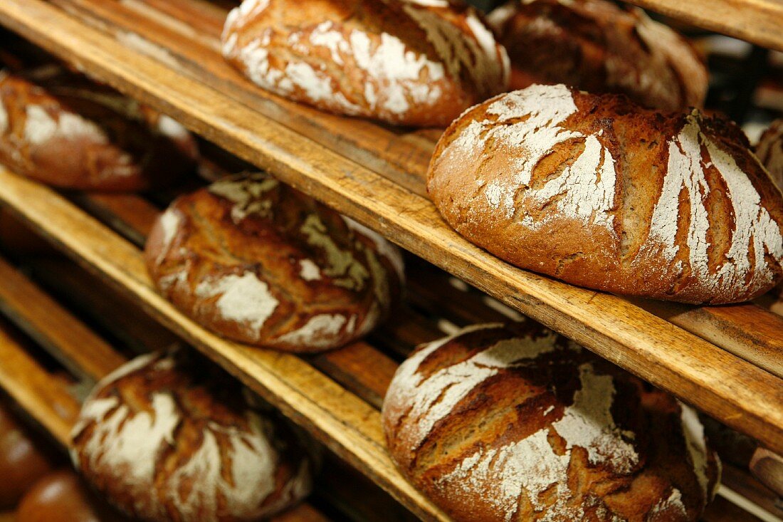 Loaves of rye-wheat bread on a shelf in a bakery