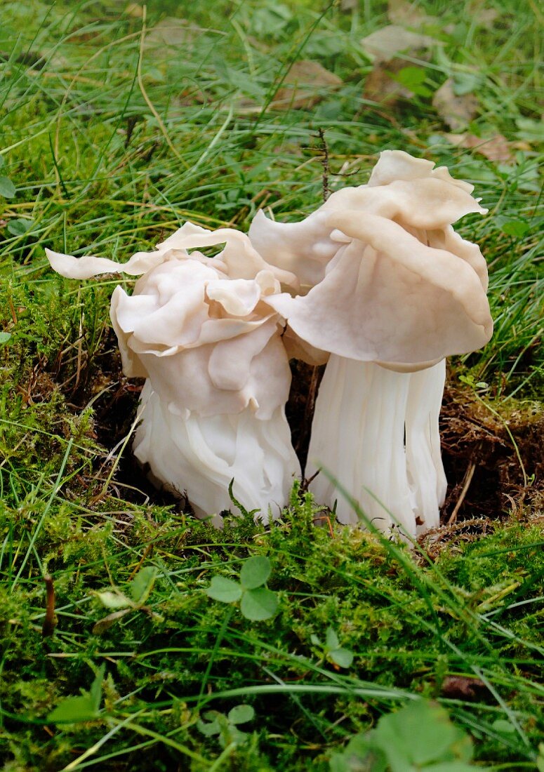 Two white saddle mushrooms