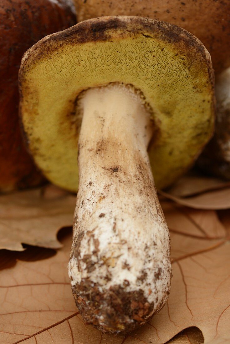 A porcini mushroom on autumnal leaves