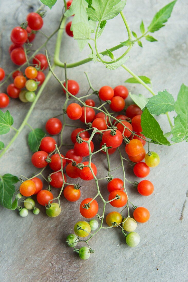 Currant tomatoes (Lycopersicon pimpinellifolium) with leaves