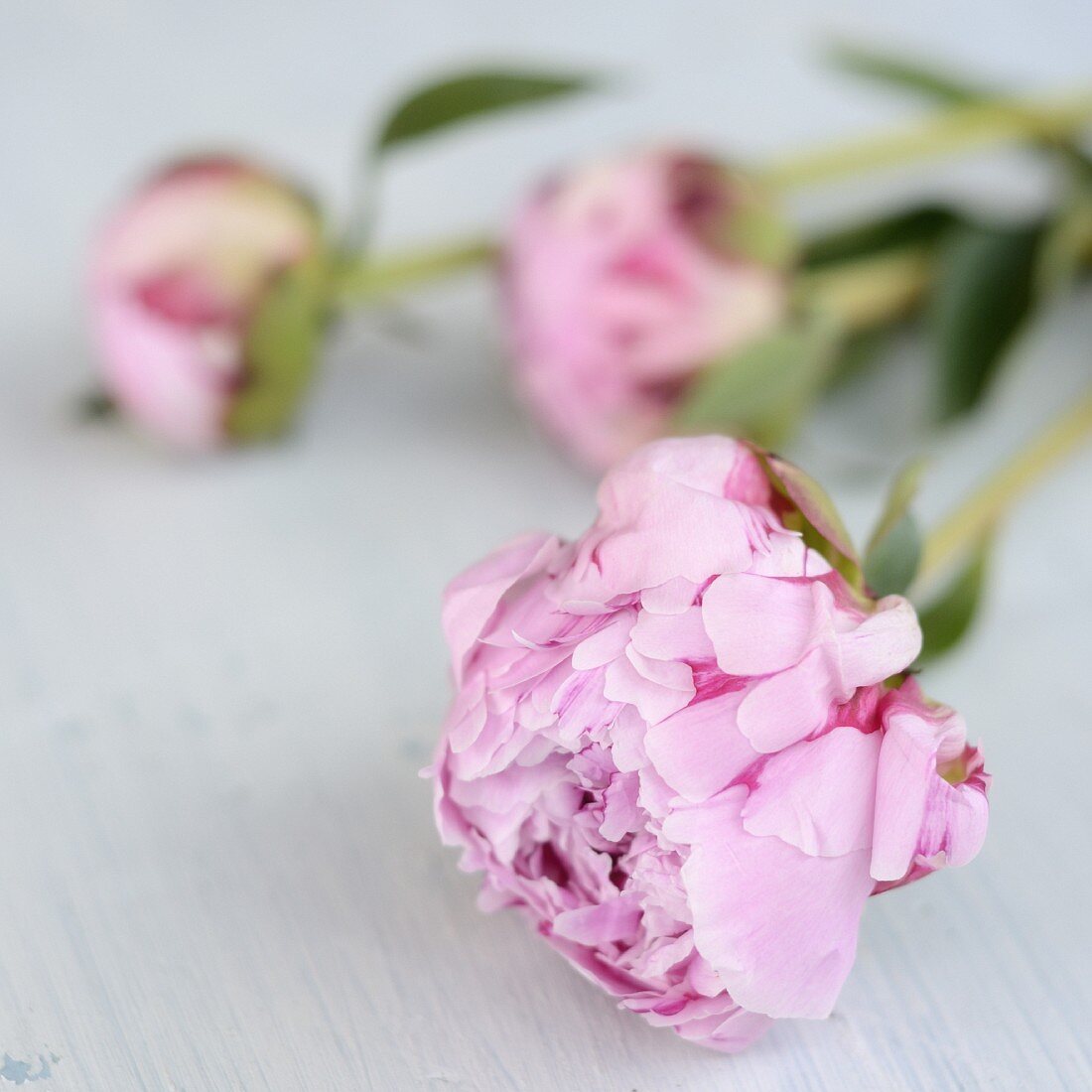 Three peonies