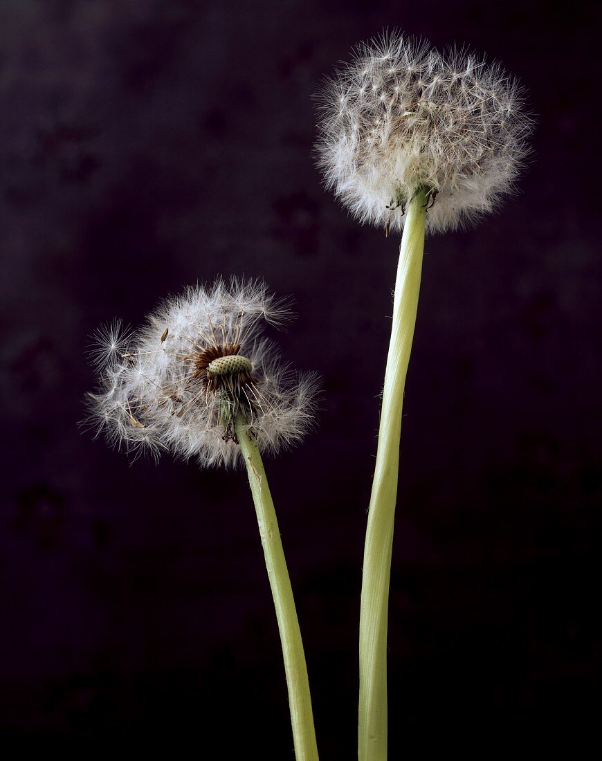 Zwei Pusteblumen