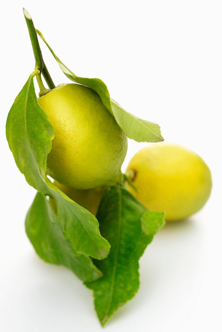 Drei Zitronen am Zweig mit Blätter