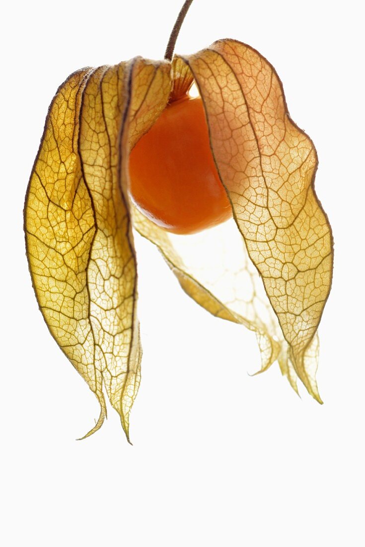 A physalis