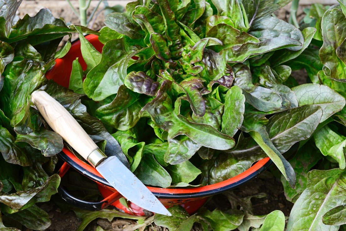 Fresh dandelion salad in a colander with a knife