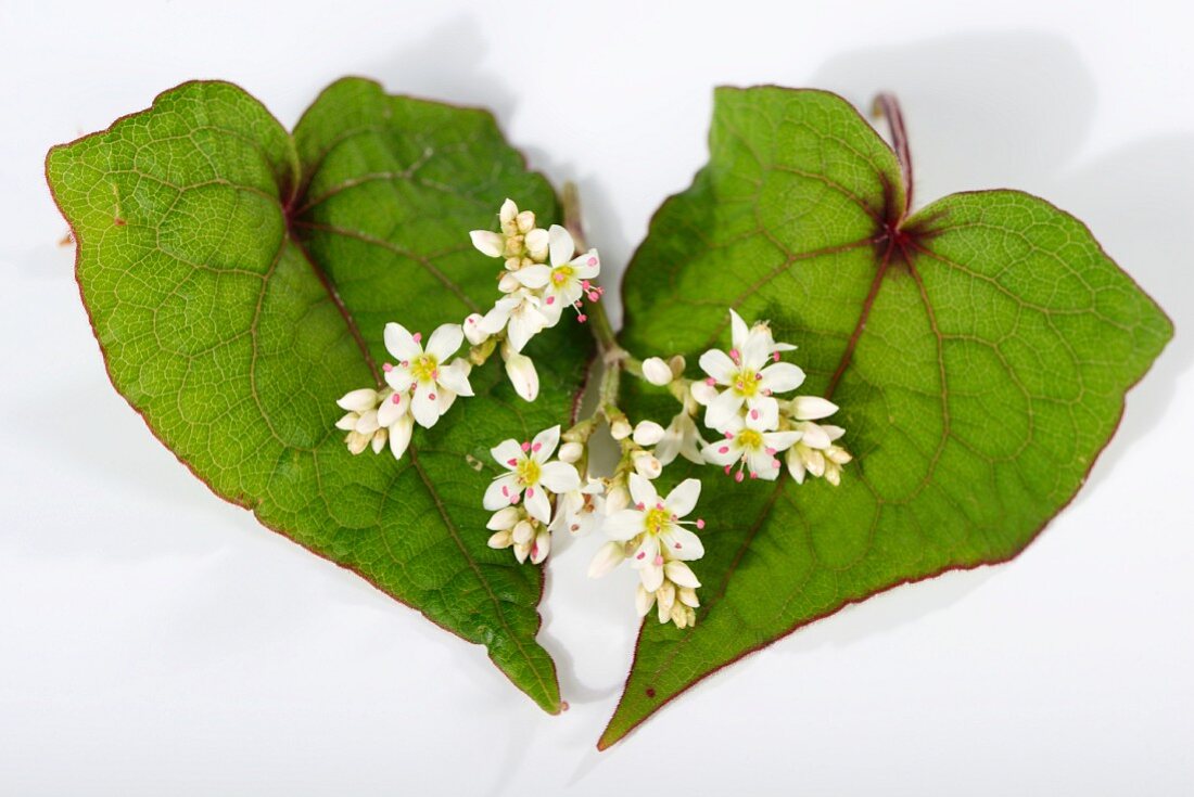 Buchweizen-Blüten und Blätter (Fagopyrum cycmosum)