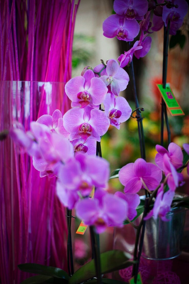 Purple orchids