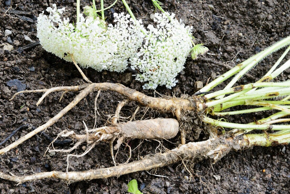 Wild carrots (roots and flowers)