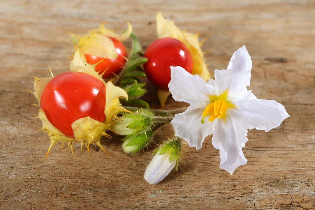 Lychee tomatoes with flowers (Solanum sisymbrifolium)