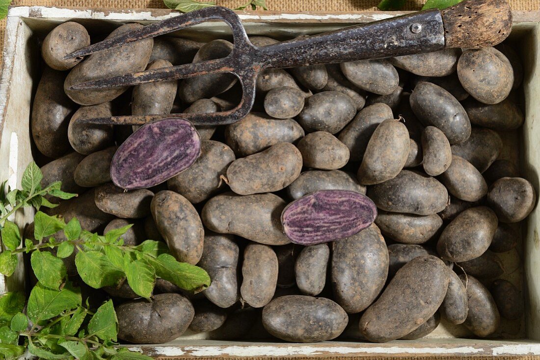 Kartoffeln der Sorte Violetta auf Holztablett