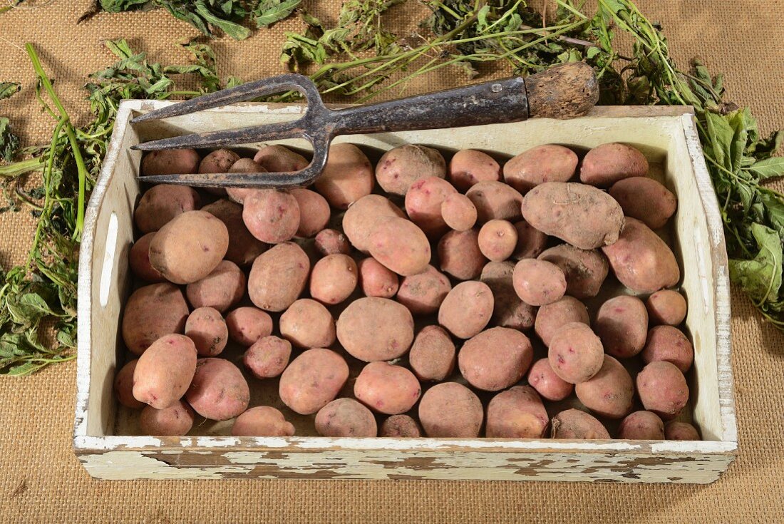 Reichskanzler potatoes on a wooden tray