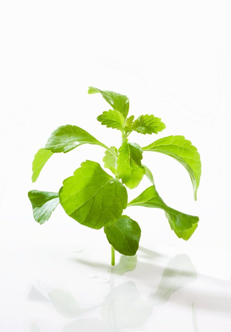 Steviapflanze vor weißem Hintergrund