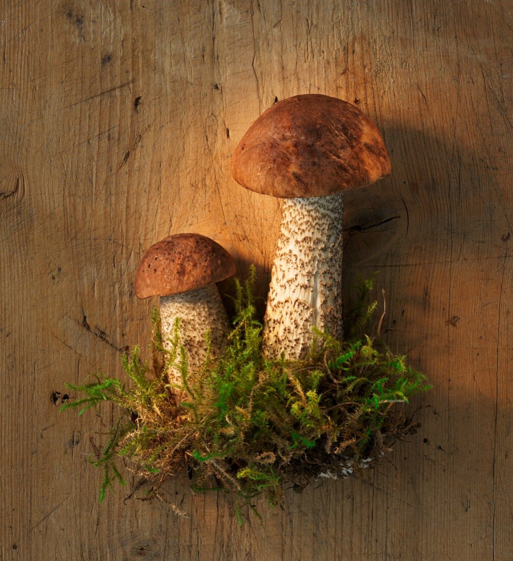 Birch bolete mushrooms with moss on a wooden surface