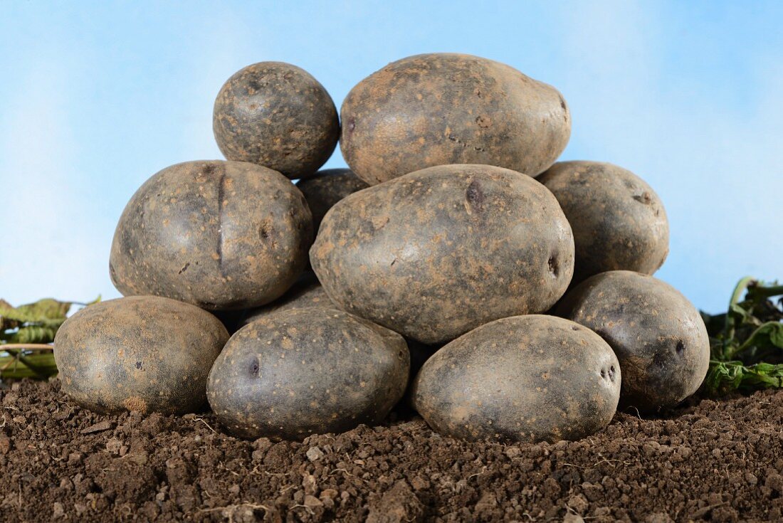 A pile of Blaue Anneliese potatoes