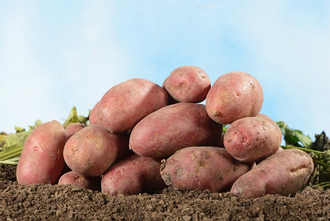 A pile of Roseval potatoes