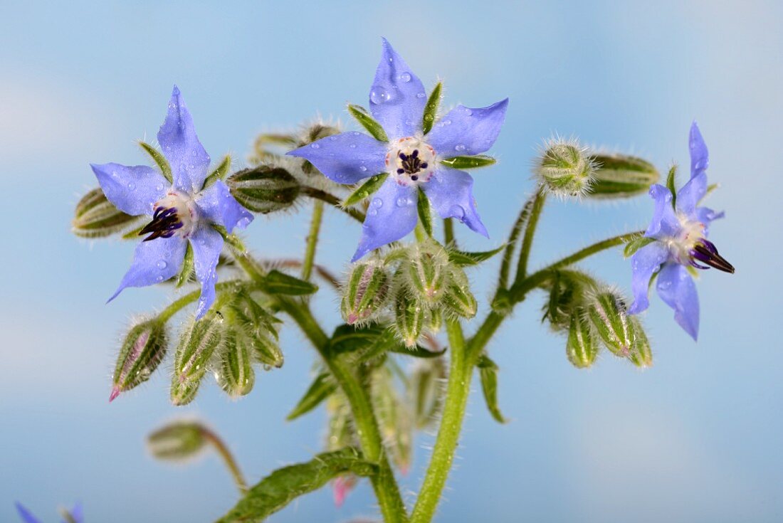 Borretschblüten mit Wassertropfen