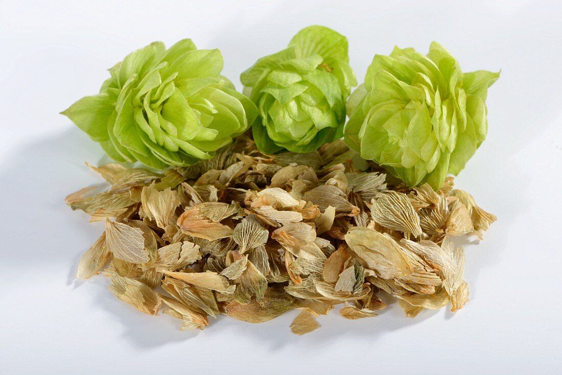 Hop cones, fresh and dried