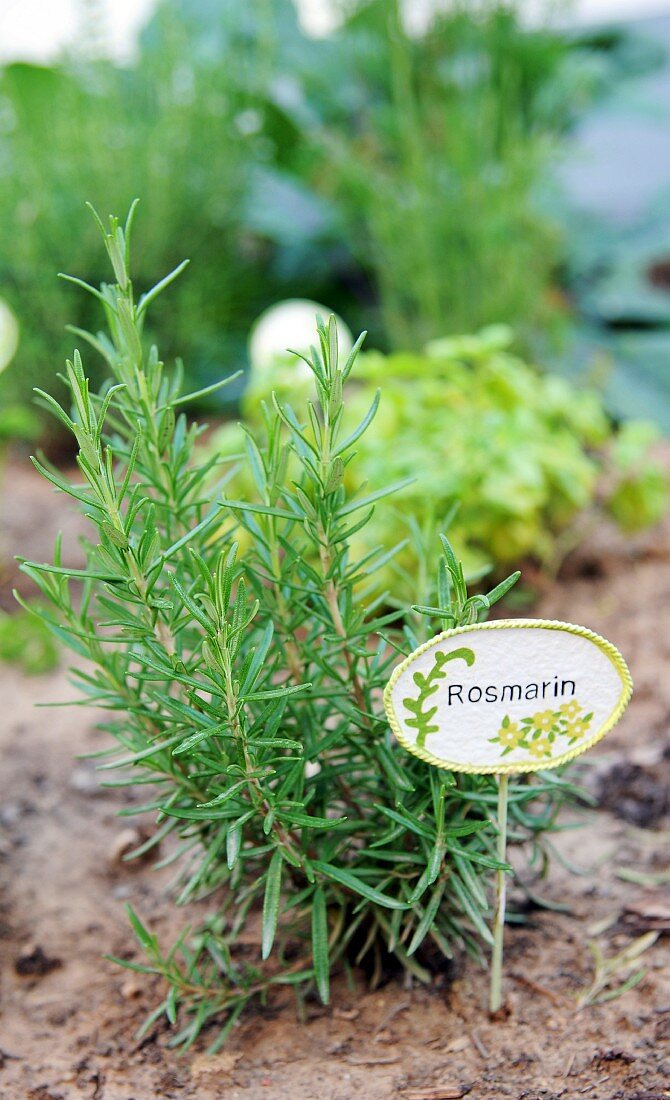 Rosemary in a garden