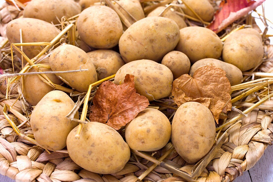 Potatoes in autumnal leaves