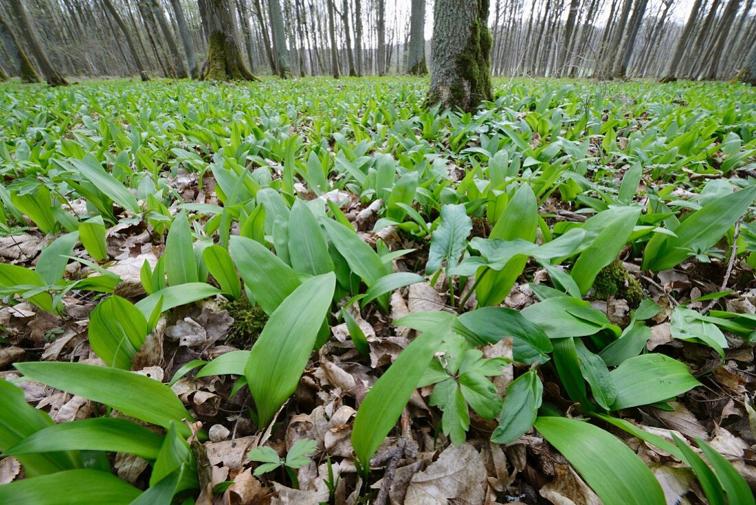 Ramsons (wild garlic) in a wood