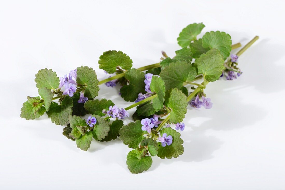 Fresh ground ivy with flowers