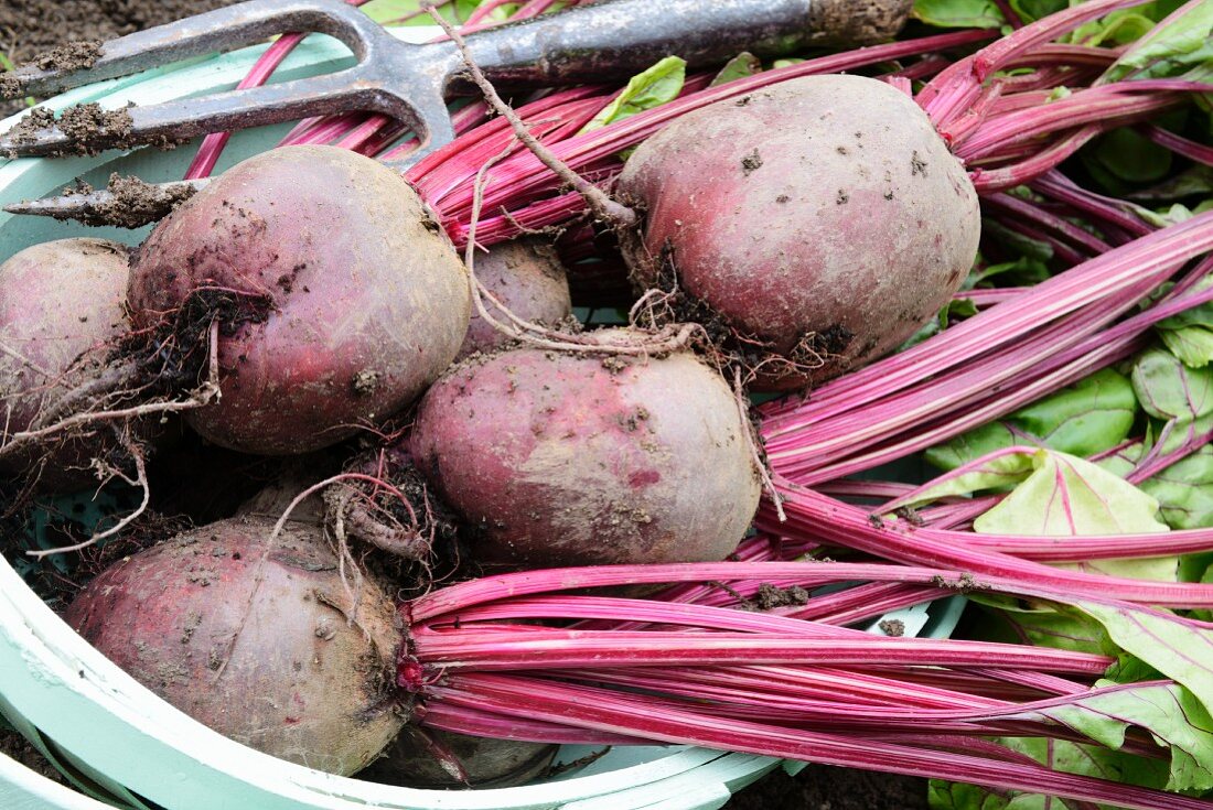 Freshly harvested beetroots in a vegetable patch