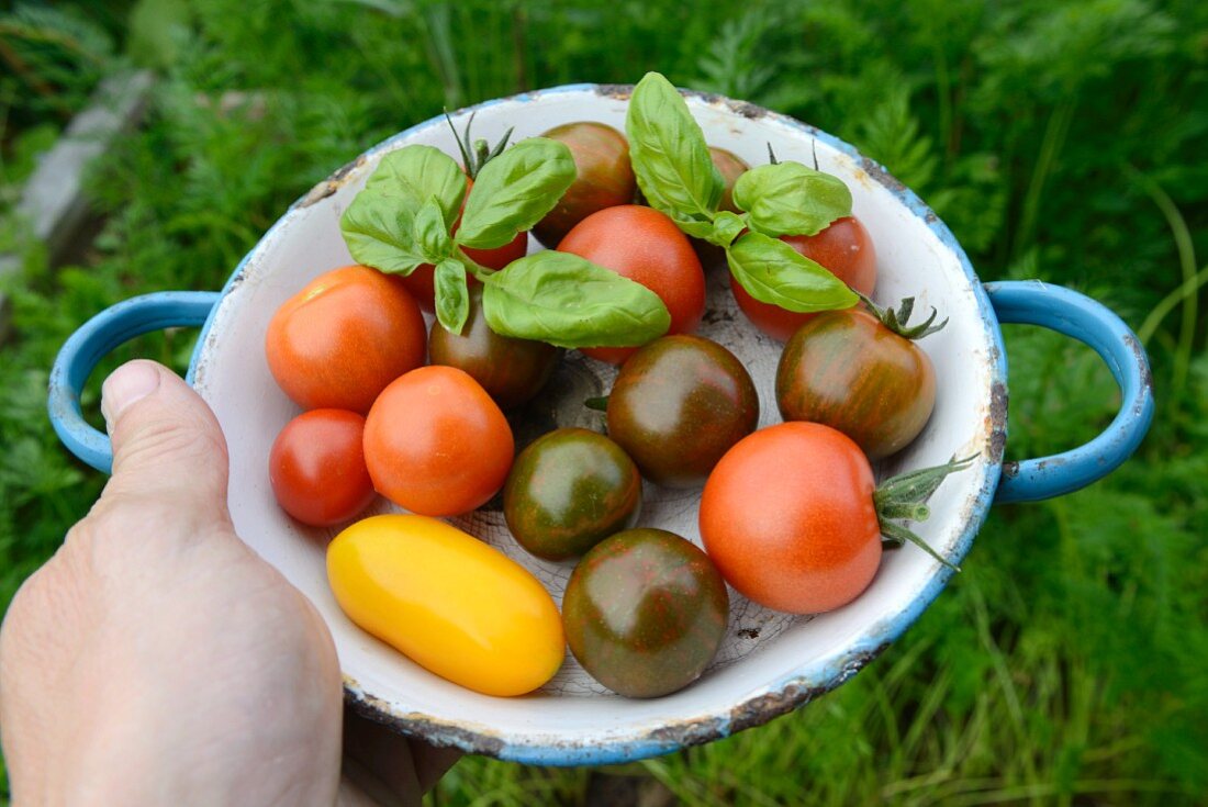 A hand holding a plate of various tomatoes and basil