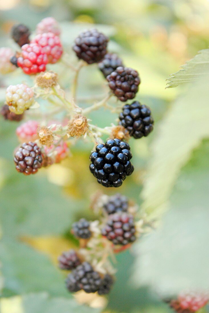 Ripe and unripe blackberries on a twig