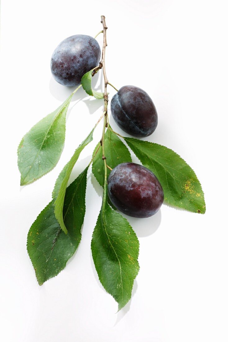 Plums on the branch