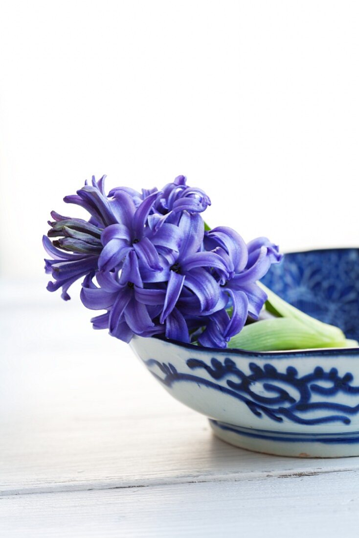 Bowl of cut hyacinths