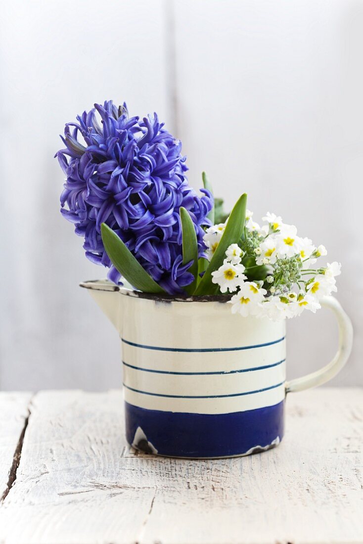 Hyacinth and German primroses in enamel jug