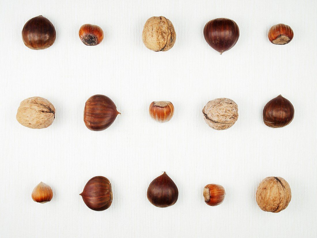 Chestnuts, hazelnuts and waltnuts in rows