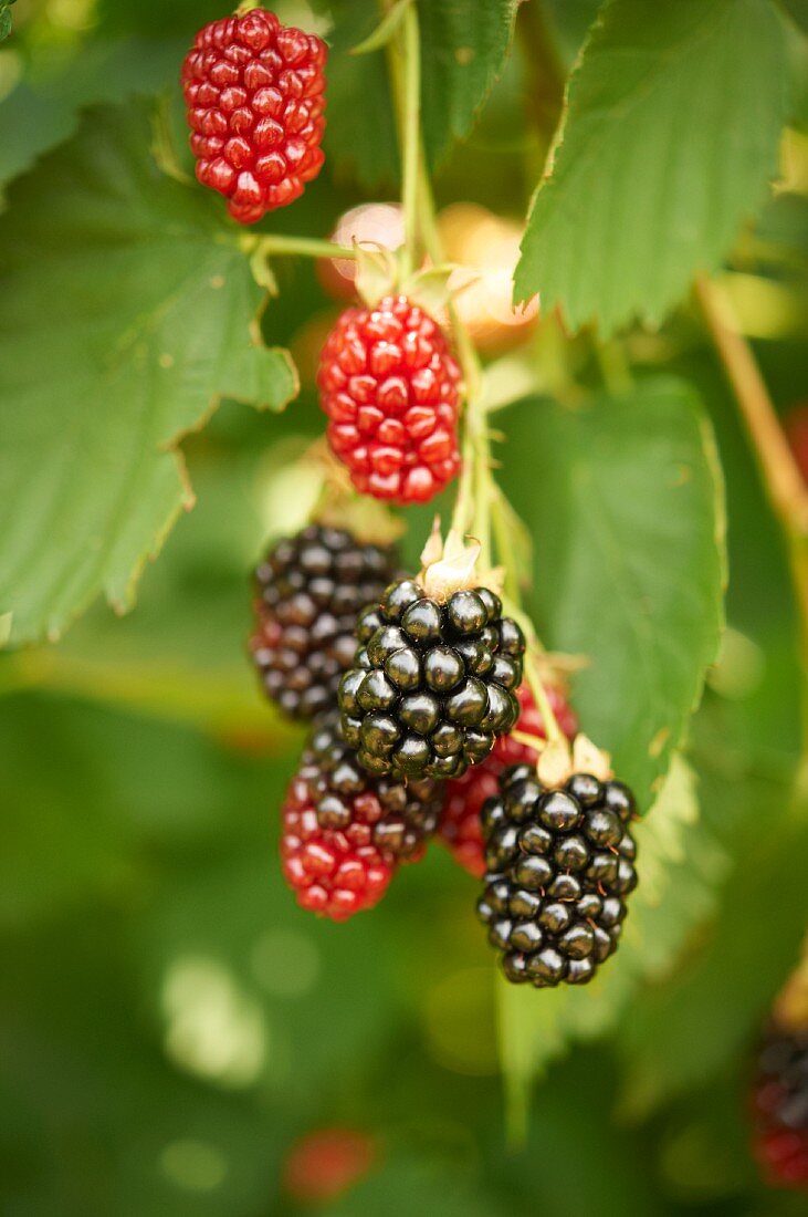 Blackberries on the bush