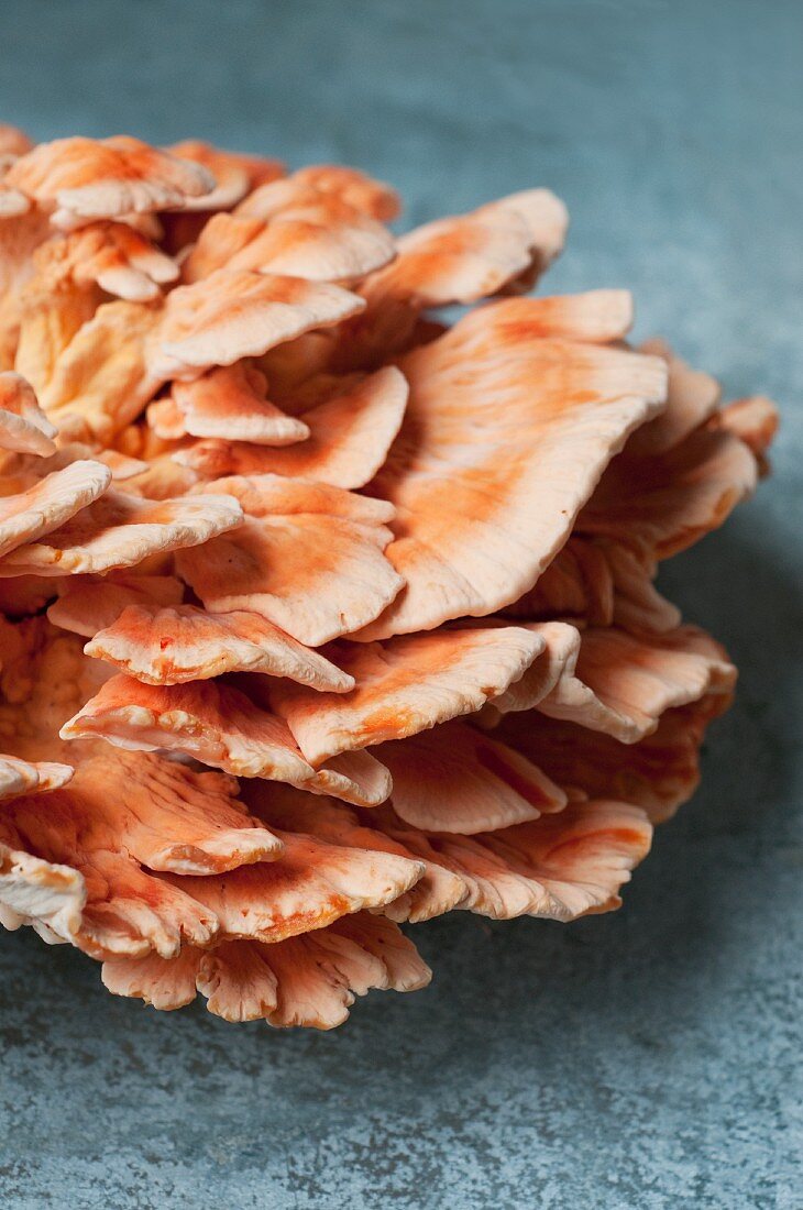 Gemeiner Schwefelporling (Chicken of the Woods)