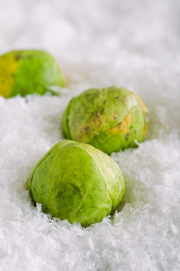 Brussels sprouts in artificial snow