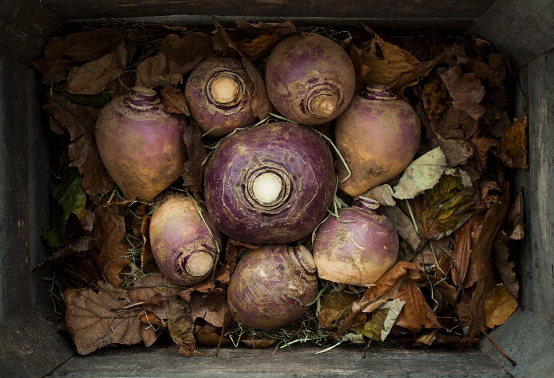 Mehrere Steckrüben mit Herbstlaub in Kiste