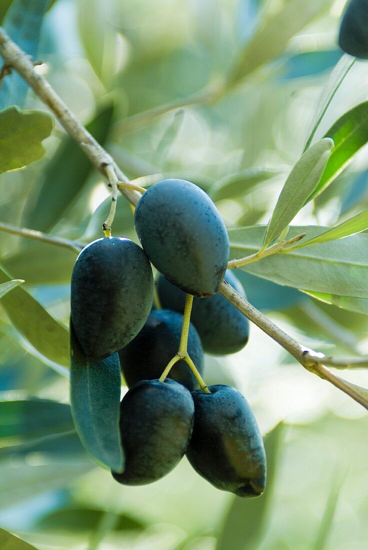 Kalamata-Oliven auf dem Baum