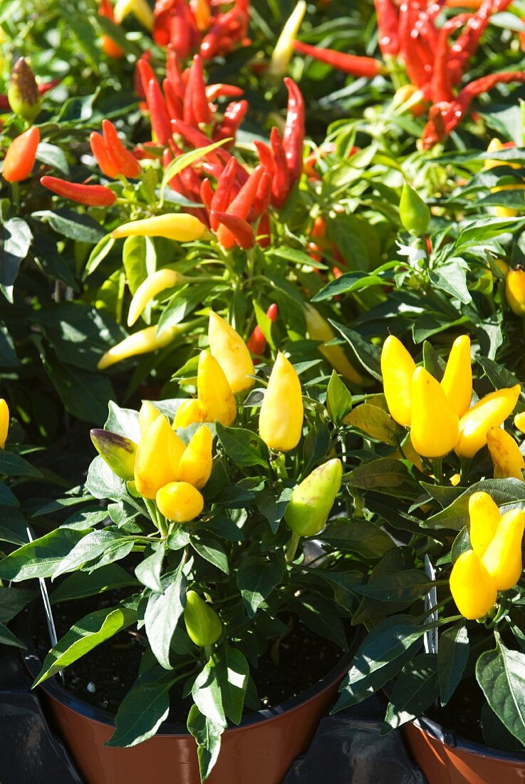 Various Hot Pepper Plants