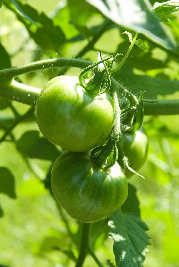 Organic Unripened Green Tomatoes on the Vine