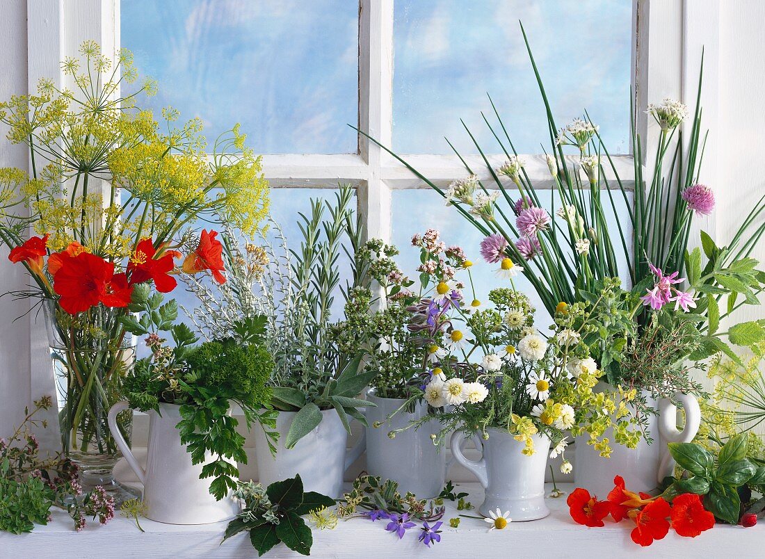Various herbs in pots on a windowsill