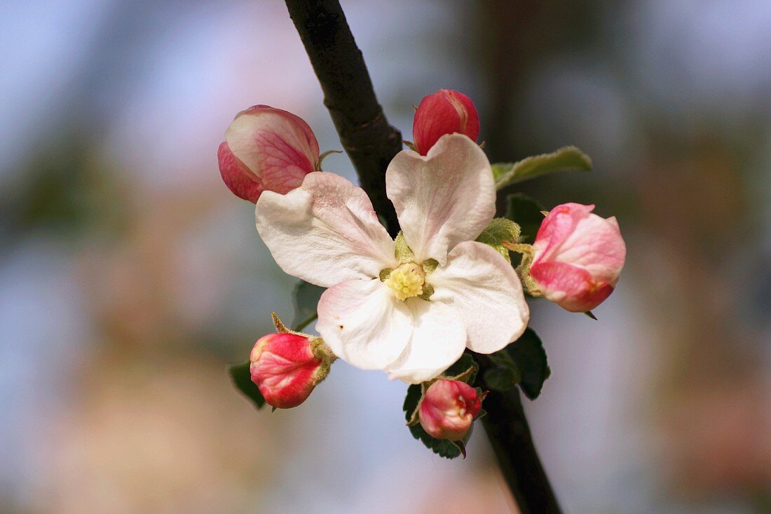 Apfelblüte am Zweig