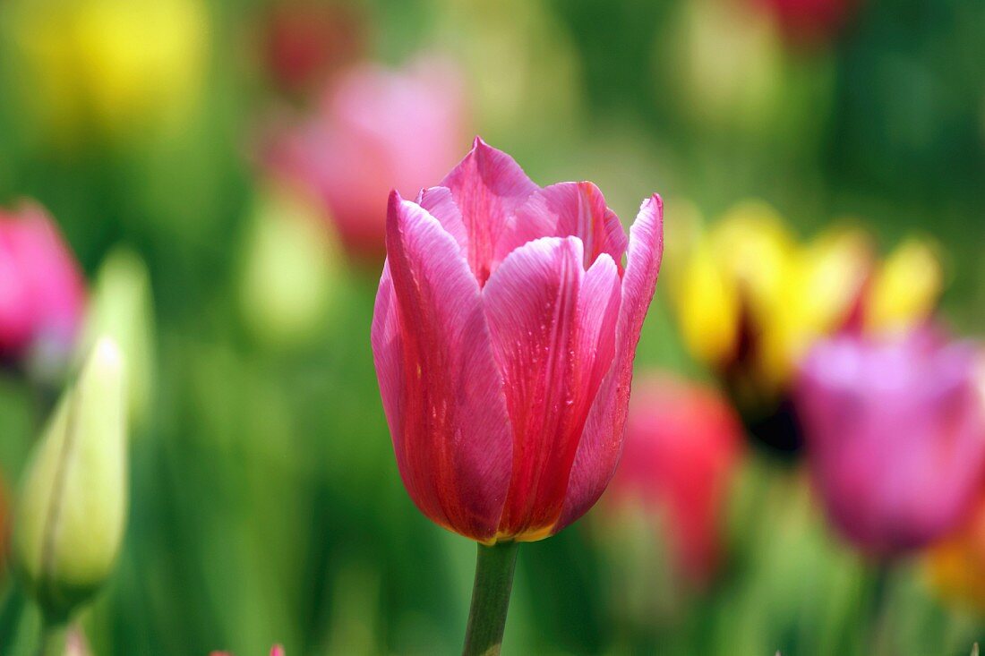 Pinkfarbene Tulpe im Tulpenfeld